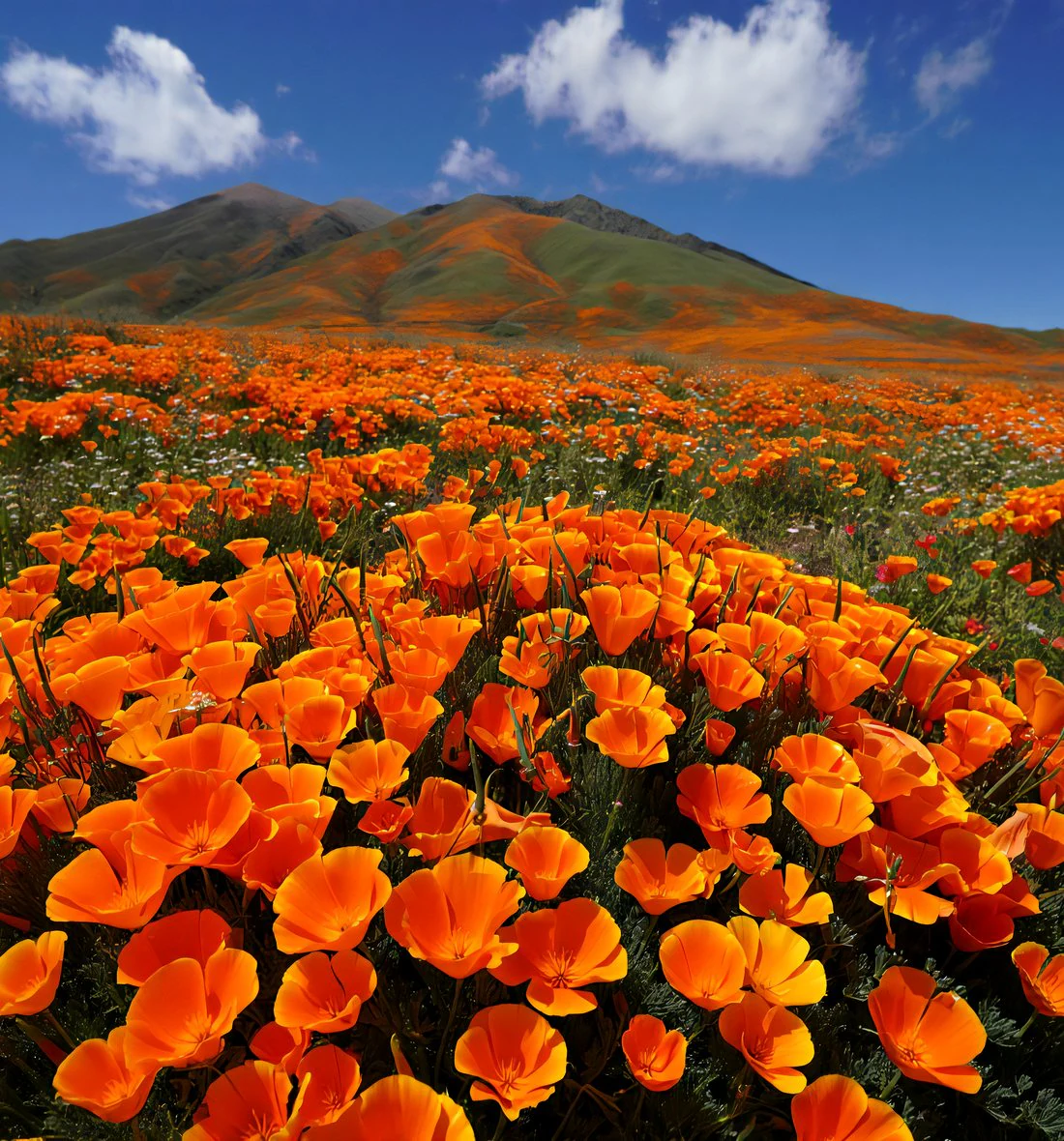 Antelope Valley real estate